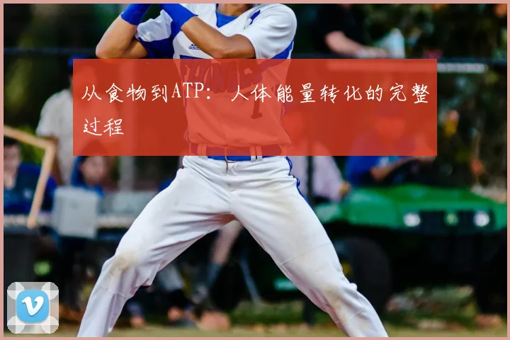 从食物到ATP:人体能量转化的完整过程